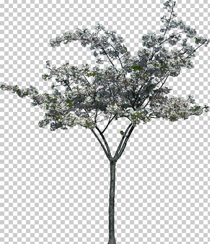 Tree Landscape Photography Painting PNG, Clipart, Architecture, Art, Blossom, Bombax Ceiba, Branch Free PNG Download