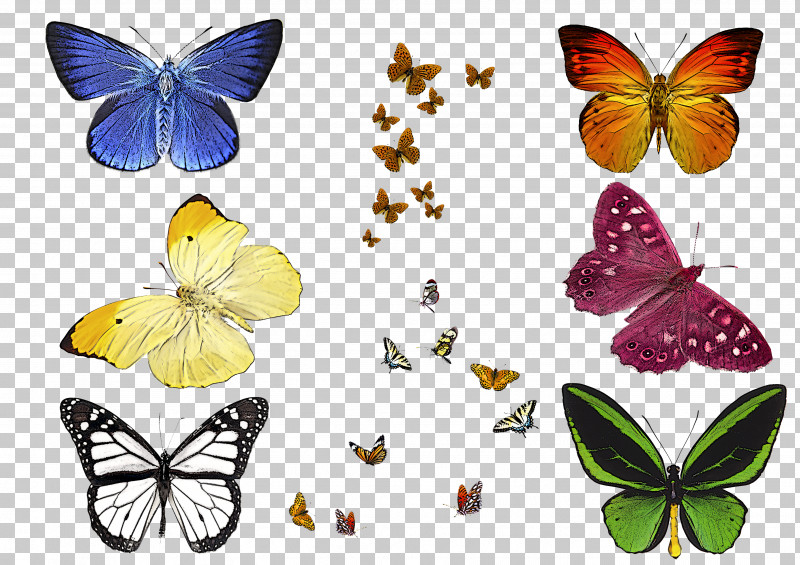Moths And Butterflies Butterfly Cynthia (subgenus) Insect Pollinator PNG, Clipart, Brushfooted Butterfly, Butterfly, Colias, Cynthia Subgenus, Insect Free PNG Download