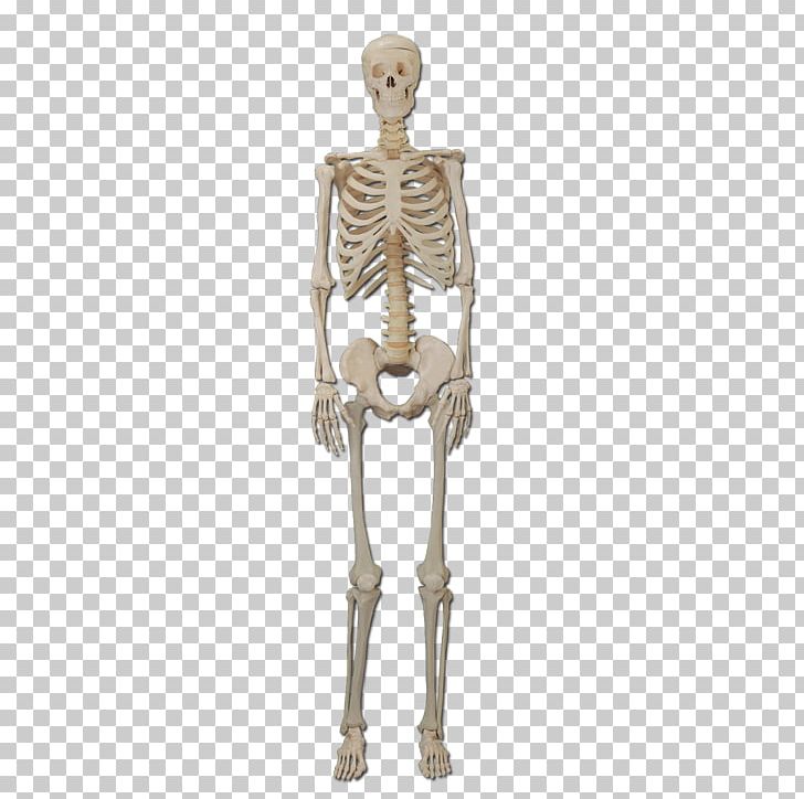 Human Skeleton Bone Human Body Organ PNG, Clipart, Anatomy, Bone, Cartoon Skeleton, Dinosaur Skeleton, Exo Skeleton Free PNG Download