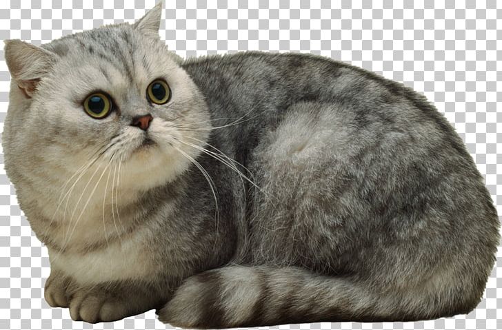 Exotic Shorthair American Shorthair British Shorthair Persian Cat Burmese  Cat PNG, Clipart, Beautiful, Carnivoran, Cat Like
