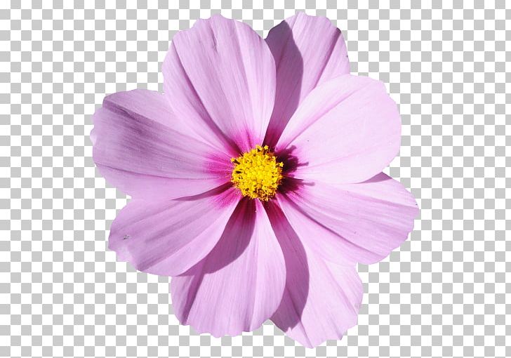 Flower PNG, Clipart, Annual Plant, Aster, Cosmos, Dahlia, Daisy Family Free PNG Download