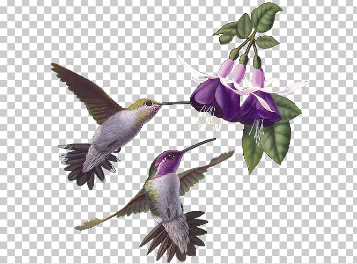 Hummingbird PNG, Clipart, Animals, Animation, Beak, Beija Dlor, Bird Free PNG Download
