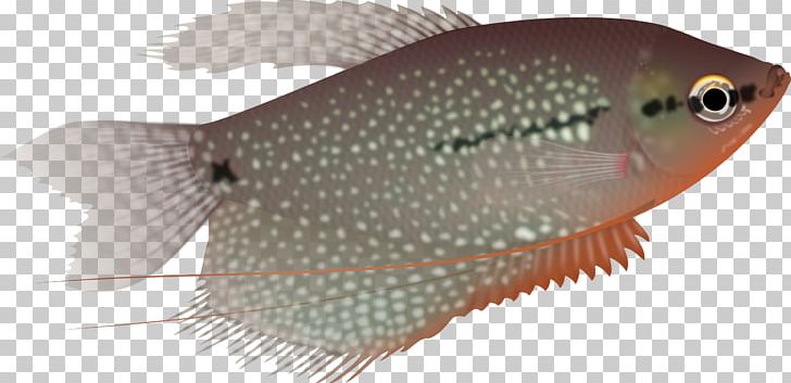 Pearl Gourami Trichogaster Aquarium Fish Three Spot Gourami PNG, Clipart, Animals, Aquarium, Coral Reef Fish, Fauna, Fin Free PNG Download