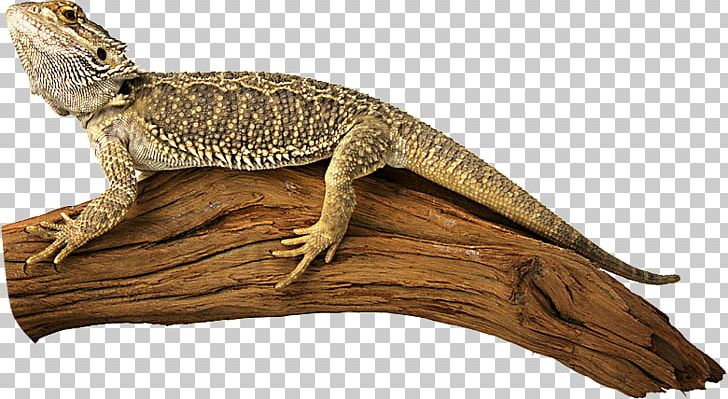 Agamas Lizard Reptile Turtle Common Iguanas PNG, Clipart, Agama, Agamidae, Animal, Animal Figure, Bearded Dragons Free PNG Download