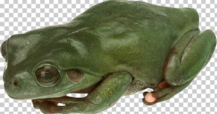 American Bullfrog True Frog Toad Tree Frog PNG, Clipart, Amphibian, Animal, Animals, Bullfrog, Download Free PNG Download