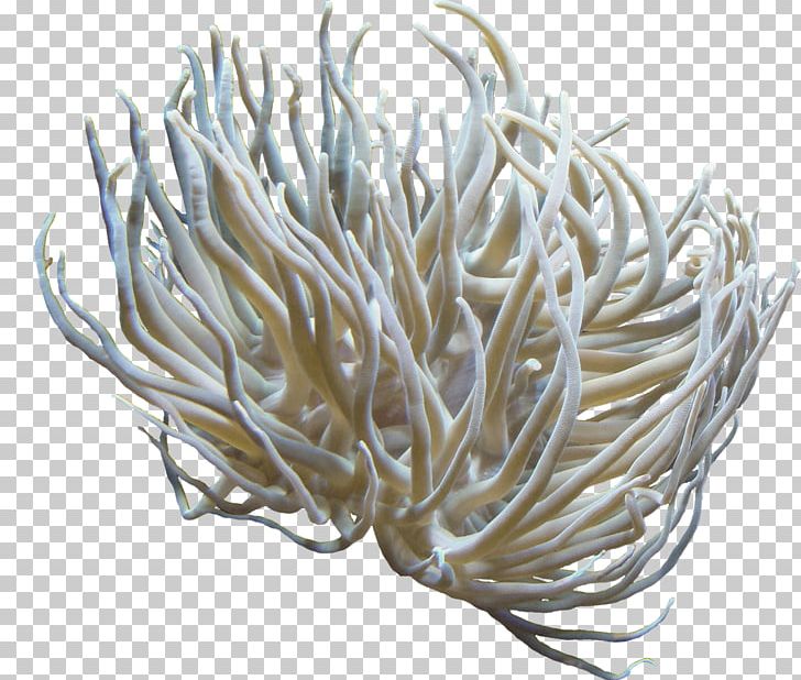 Others Coral Sea Anemone PNG, Clipart, Anemone, Clip Art, Computer Software, Coral, Directory Free PNG Download