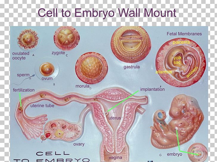 Human Zygote Diagram