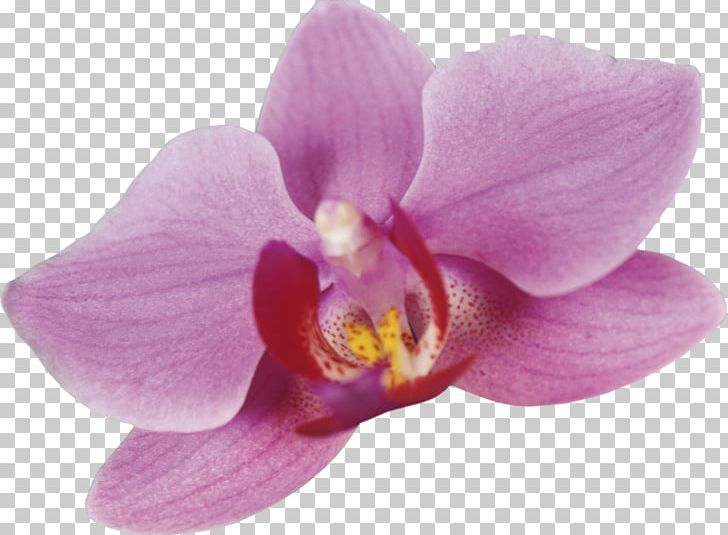 Moth Orchids Cattleya Orchids PNG, Clipart, Cattleya, Cattleya Orchids, Clip Art, Drawing, Flower Free PNG Download