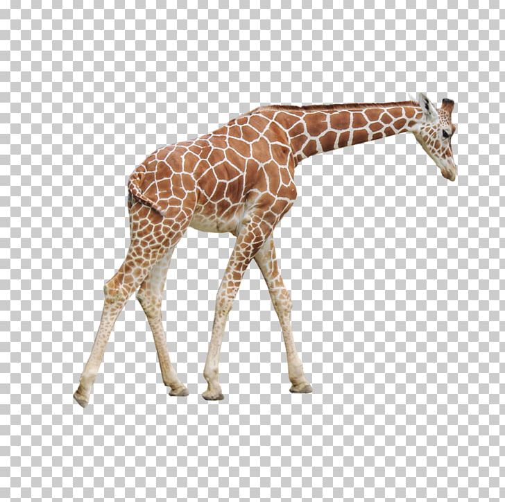 Northern Giraffe PNG, Clipart, Animal, Animal Figure, Animals, Giraffe, Giraffidae Free PNG Download