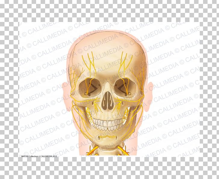 Skull Anatomy Nerve Zygomatic Bone Neck PNG, Clipart, Anatomy, Anterior Cruciate Ligament, Anterior Triangle Of The Neck, Bone, Fantasy Free PNG Download