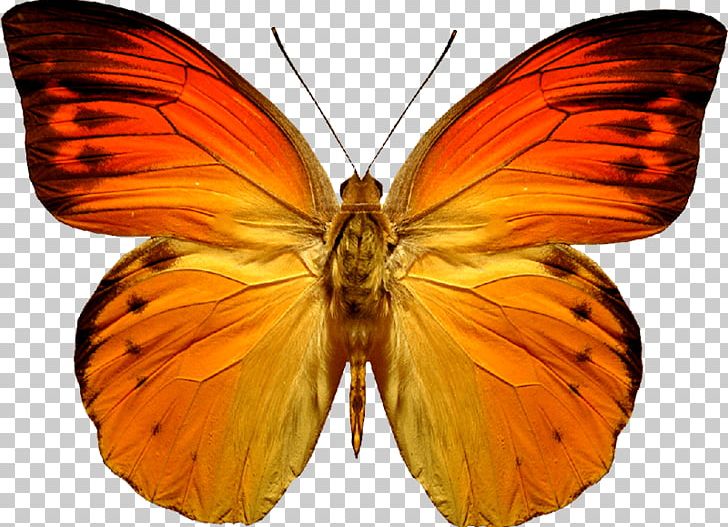 Butterfly Orange PNG, Clipart, Aglais Io, Arthropod, Brush Footed Butterfly, Butterflies And Moths, Color Free PNG Download