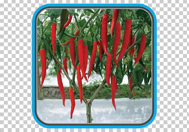 Chili Pepper Crop Bird's Eye Chili Maize Benih PNG, Clipart, Agriculture, Bell Peppers And Chili Peppers, Birds Eye Chili, Black Pepper, Budi Daya Free PNG Download