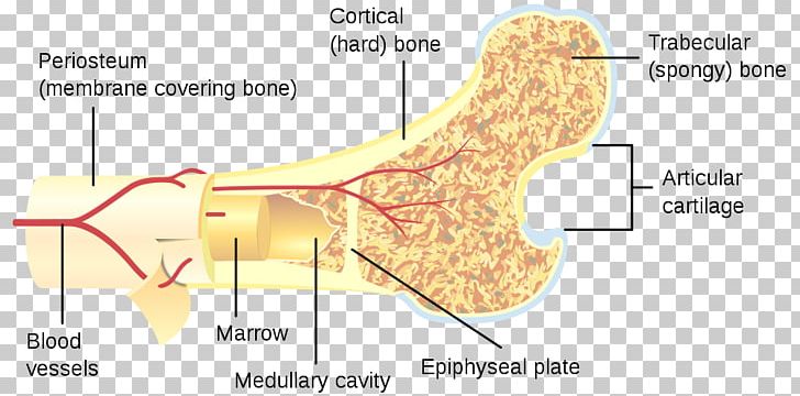 Long Bone Human Skeleton Frauðbein Cross Section PNG, Clipart, Anatomy, Angle, Area, Bone, Bone Density Free PNG Download