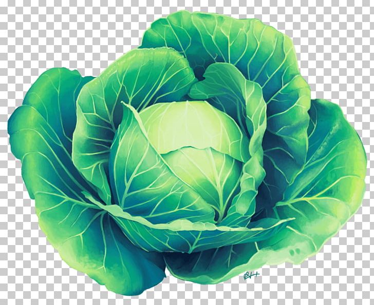 Savoy Cabbage Leaf Vegetable PNG, Clipart, Bing, Brassica Oleracea, Cabbage, Cabbage Soup, Cabbage Soup Diet Free PNG Download