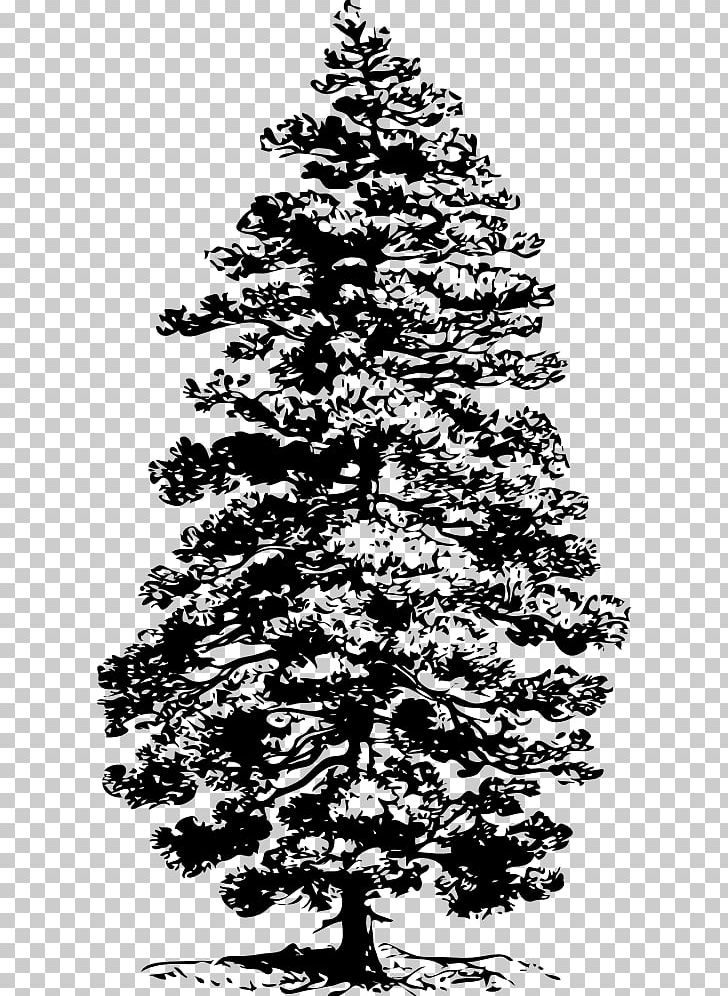 Tree Ponderosa Pine Eastern White Pine Conifers PNG, Clipart, Black And White, Branch, Christmas Decoration, Christmas Tree, Conifer Free PNG Download