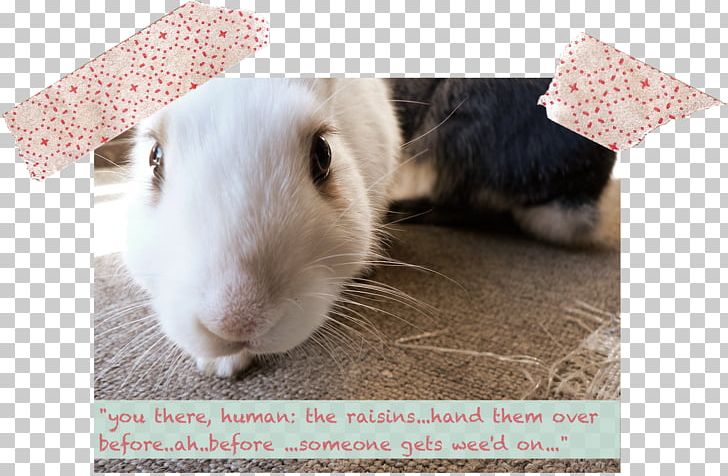 Domestic Rabbit Whiskers Snout Zen PNG, Clipart, Animals, Disturbed, Domestic Rabbit, Emotion, Fauna Free PNG Download