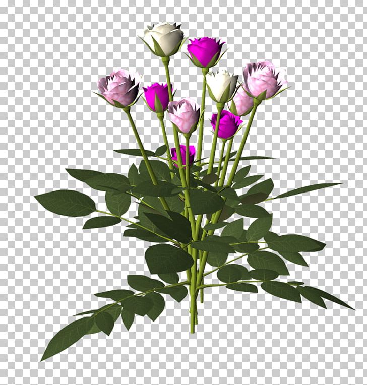 Garden Roses Cut Flowers Centifolia Roses PNG, Clipart, Blume, Bud, Centerblog, Centifolia Roses, Cicek Free PNG Download