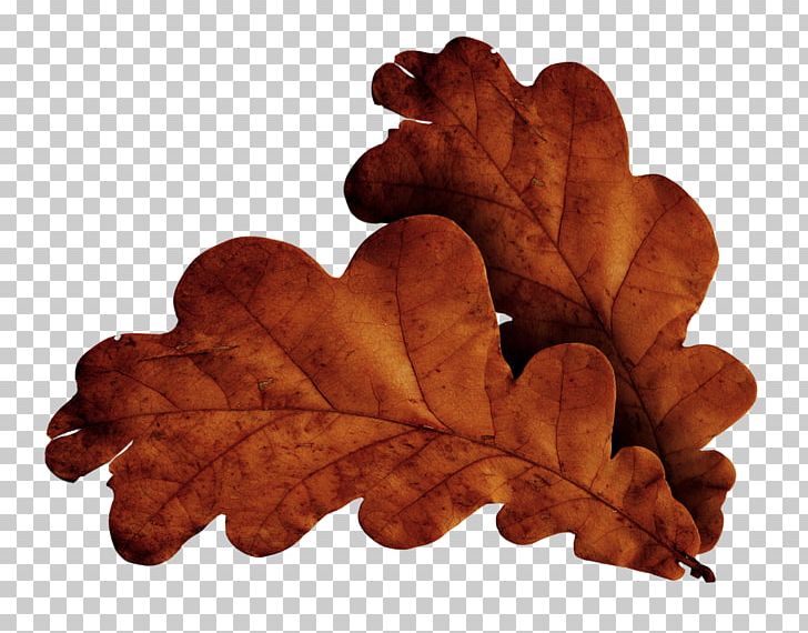 Leaf PNG, Clipart, Autumn Leaves, Banana Leaves, Cartoon, Download, Fall Leaves Free PNG Download