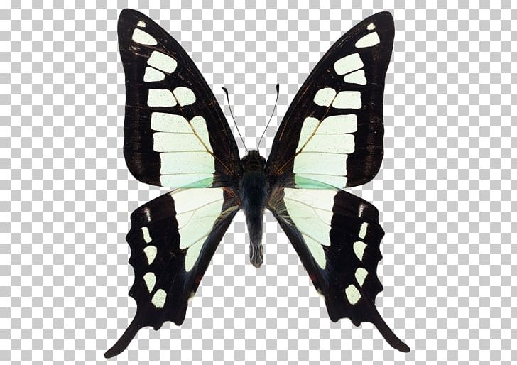 Butterfly Brush-footed Butterflies Moth Insect Photography PNG, Clipart, Arthropod, Brush Footed Butterfly, Butt, Butterfly, Drawing Free PNG Download