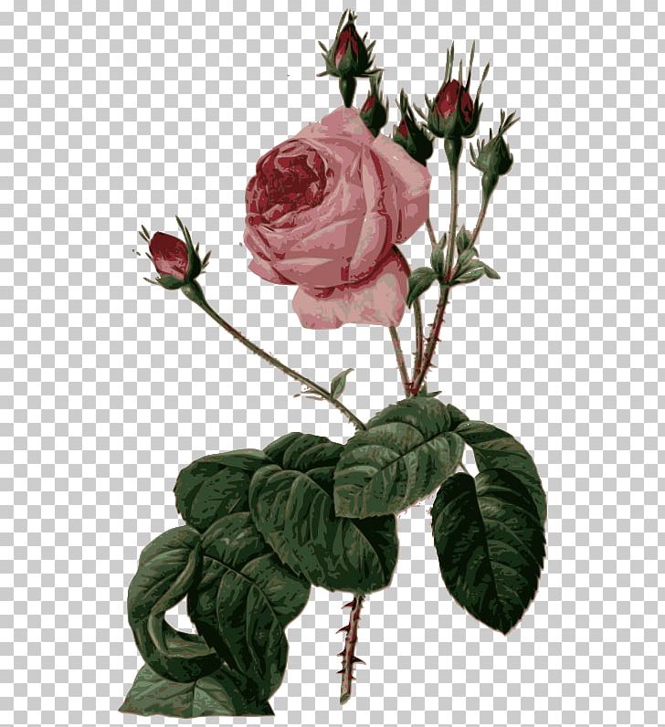 Les Roses Pierre-Joseph Redouté (1759-1840) Cabbage Rose Les Liliacées PNG, Clipart, Art, Botany, Branch, Canvas, Cut Flowers Free PNG Download