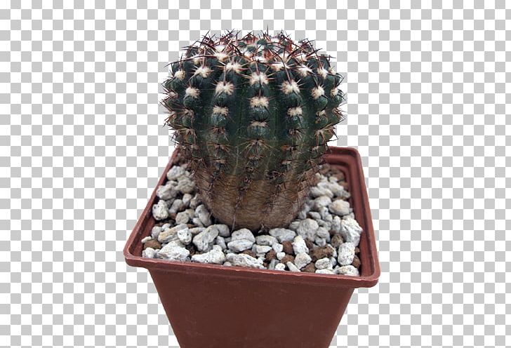 San Pedro Cactus Flowerpot Strawberry Hedgehog Cactus Houseplant Cactaceae PNG, Clipart, Cactaceae, Cactus, Caryophyllales, Flowering Plant, Flowerpot Free PNG Download