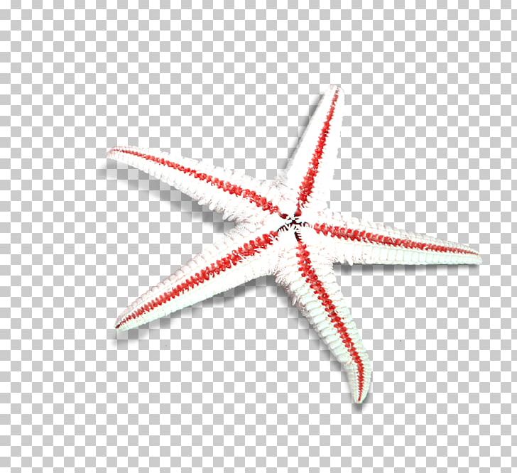 Starfish Sea Beach PNG, Clipart, Angle, Animals, Beach, Beautiful Starfish, Cartoon Starfish Free PNG Download