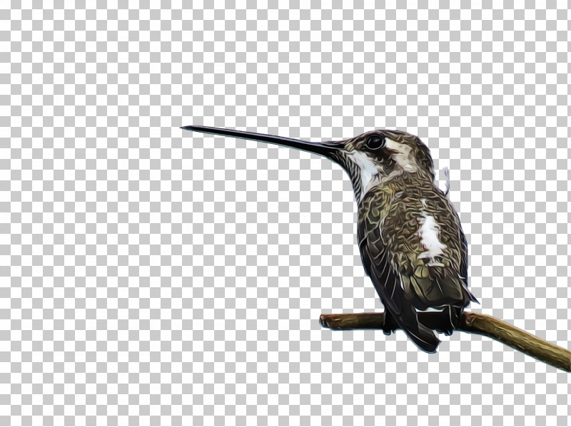 Hummingbird PNG, Clipart, Beak, Bird, Coraciiformes, Hummingbird, Paint Free PNG Download