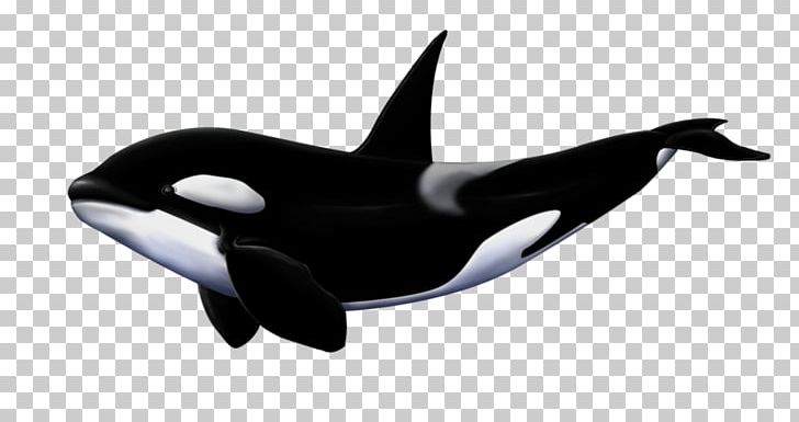 Great White Shark Killer Whale Megalodon PNG, Clipart, Animal, Animals, Basking Shark, Beak, Blowhole Free PNG Download