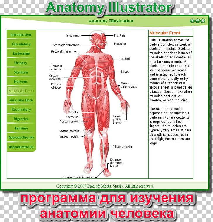 Muscle Homo Sapiens Human Body Muscular System Anatomy PNG, Clipart, Anatomy, Area, Body, Digest, Homo Sapiens Free PNG Download