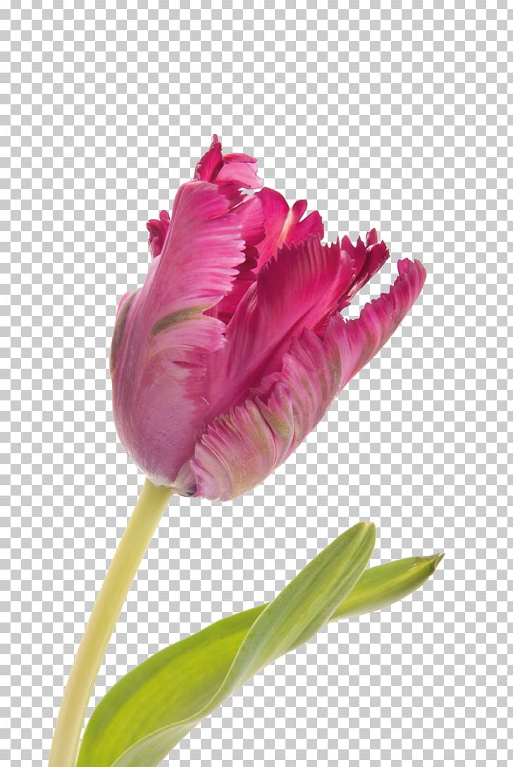 Parrot Tulips Beach Rose Flower Bouquet PNG, Clipart, Color, Dark Purple, Flower, Flowering Plant, Flowers Free PNG Download