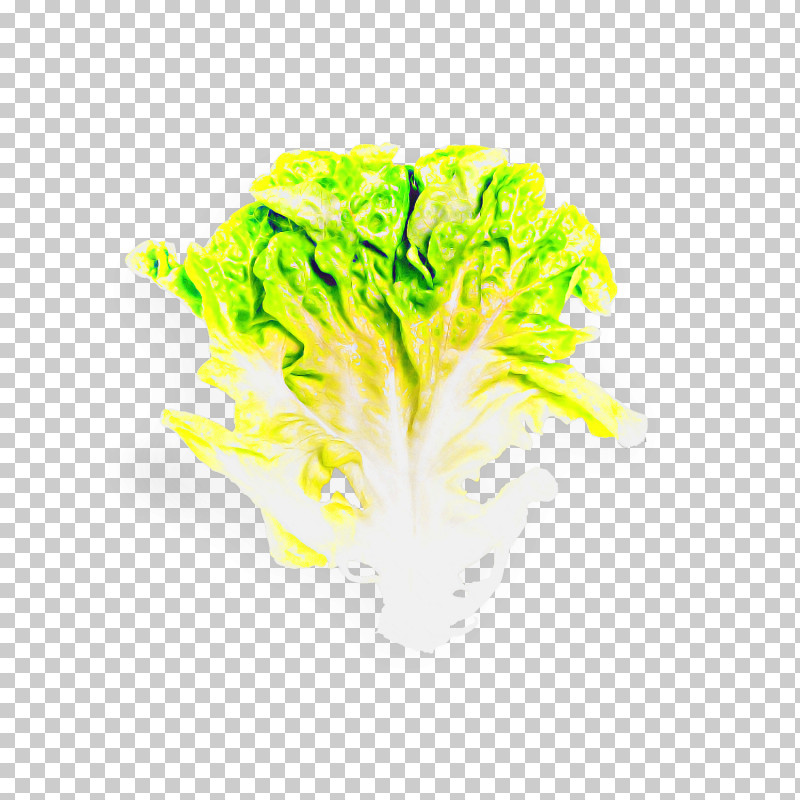 Green Yellow Vegetable Leaf Vegetable Lettuce PNG, Clipart, Cabbage, Chinese Cabbage, Green, Leaf Vegetable, Lettuce Free PNG Download