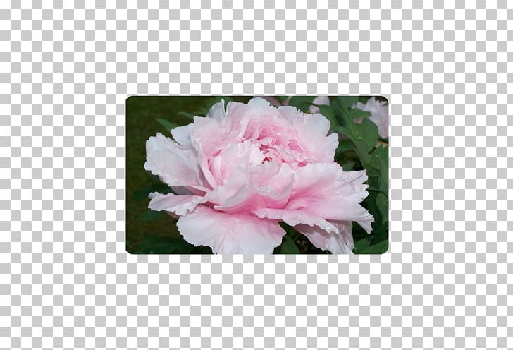 Centifolia Roses Rosaceae Cut Flowers Plant Shrub PNG, Clipart, Azalea, Centifolia Roses, Cut Flowers, Family, Flower Free PNG Download