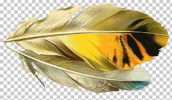 Feather Quill Pens Paper PNG, Clipart,  Free PNG Download