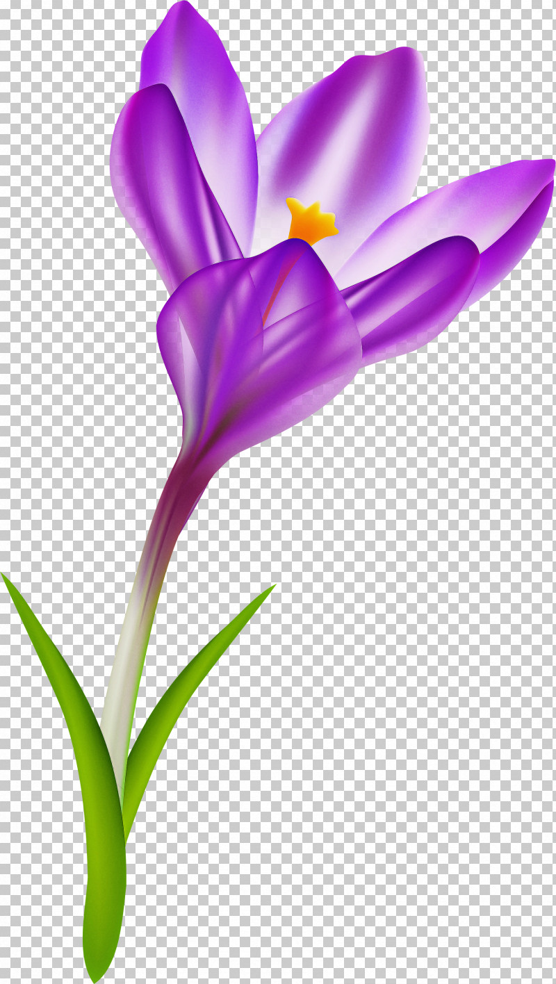 Flower Violet Purple Plant Petal PNG, Clipart, Crocus, Cut Flowers, Flower, Iris, Iris Family Free PNG Download