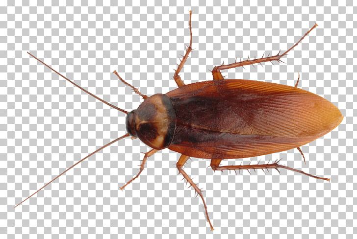 American Cockroach Insect Pest Control PNG, Clipart, American, Animals, Arthropod, Bed Bug, Beetle Free PNG Download