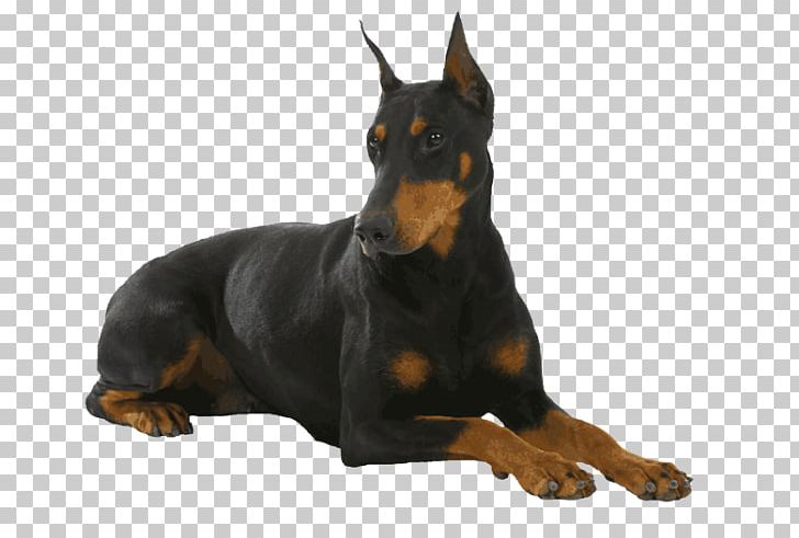 Dobermann German Pinscher Miniature Pinscher Puppy PNG, Clipart, Animals, Black And Tan Terrier, Can Stock Photo, Carnivoran, Coat Free PNG Download