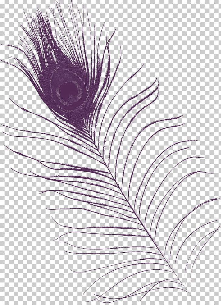Feather Purple Asiatic Peafowl PNG, Clipart, Animals, Asiatic Peafowl, Beautiful, Black And White, Color Free PNG Download
