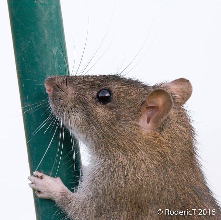 Gerbil Rodent Mouse Muskrat PNG, Clipart, Animal, Animals, Dormouse, Fauna, Fur Free PNG Download