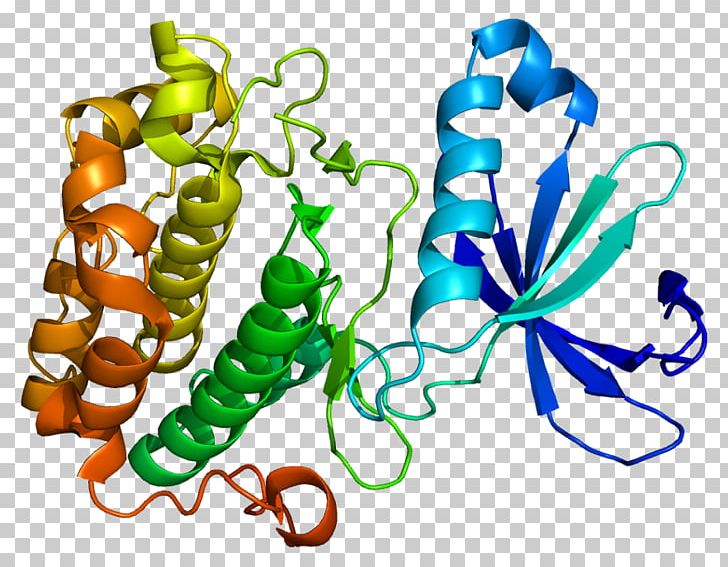 Phosphoinositide-dependent Kinase-1 Pyruvate Dehydrogenase Kinase Protein Kinase B PNG, Clipart, Artwork, Enzyme, Others, Phosphoinositide, Phosphoinositide 3kinase Free PNG Download