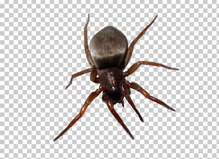 Spider Desktop Clipping Path PNG, Clipart, Arachnid, Araneus, Araneus Cavaticus, Arthropod, Black Widow Free PNG Download