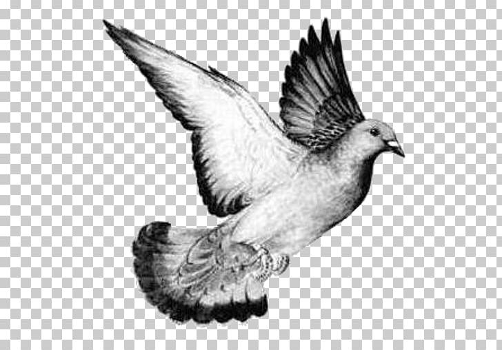 Columbidae Homing Pigeon Bird Drawing Release Dove PNG, Clipart, American Racing Pigeon Union, Animal, Animals, Beak, Bird Free PNG Download