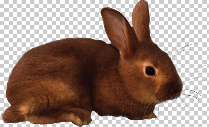 Domestic Rabbit Easter Bunny PNG, Clipart, Animals, Blog, Computer, Desktop Wallpaper, Document Free PNG Download