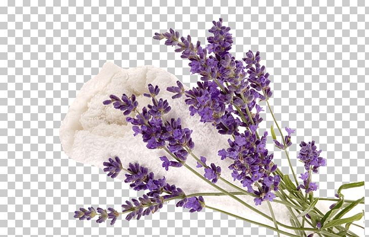 English Lavender Humidifier French Lavender Exfoliation Diffusion PNG, Clipart, Atomizer Nozzle, China, Cut Flowers, Diffusion, English Lavender Free PNG Download