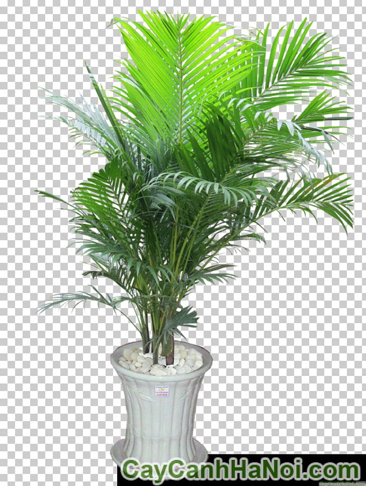 Areca Palm Palm Trees Ornamental Plant Flowerpot PNG, Clipart, Arecaceae, Arecales, Areca Palm, Bonsai, Chamaedorea Elegans Free PNG Download