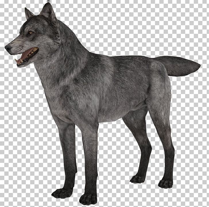 Saarloos Wolfdog Czechoslovakian Wolfdog Arctic Wolf African Wild Dog Puppy PNG, Clipart, African Wild Dog, Animals, Arctic Wolf, Bla, Carnivoran Free PNG Download