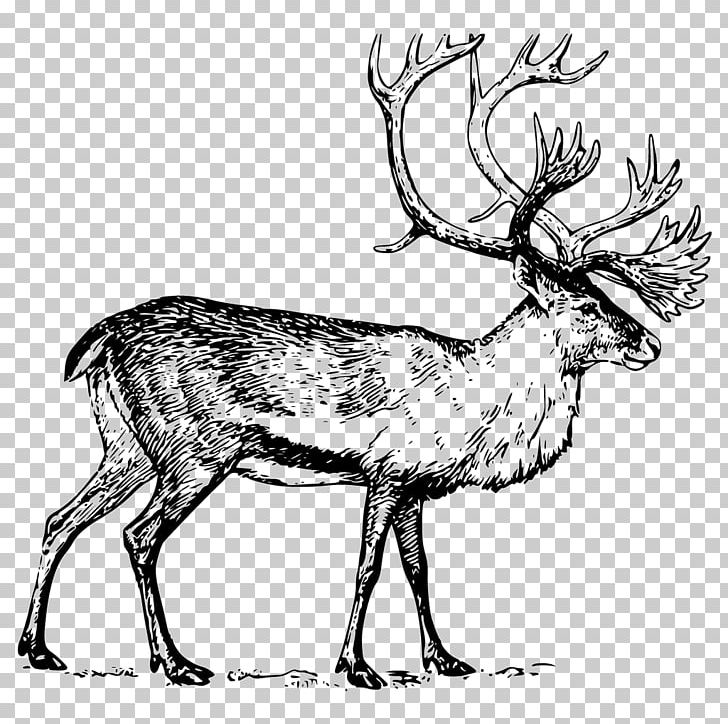 Deer Boreal Woodland Caribou Drawing PNG, Clipart, Angle, Antler, Art, Black And White, Fauna Free PNG Download