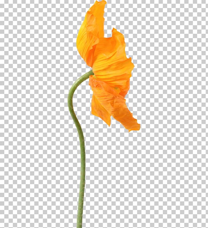 Petal California Poppy Papaveraceae Flower PNG, Clipart, Blossom, Bud, Cicekler, Color, Flower Free PNG Download