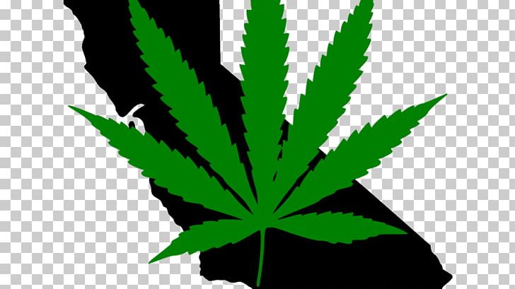 Cannabis In California Medical Cannabis Legality Of Cannabis By U.S. Jurisdiction Cannabis Tea PNG, Clipart,  Free PNG Download