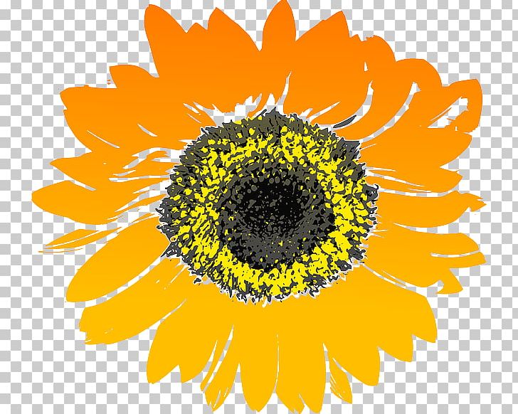 Common Sunflower Drawing PNG, Clipart, Aycicegi, Aycicegi Resimleri, Black And White, Cartoon, Common Sunflower Free PNG Download