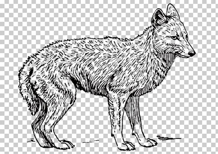Dog Coyote Black-backed Jackal PNG, Clipart, Angry Wolf Face, Animals, Artwork, Black And White, Blackbacked Jackal Free PNG Download